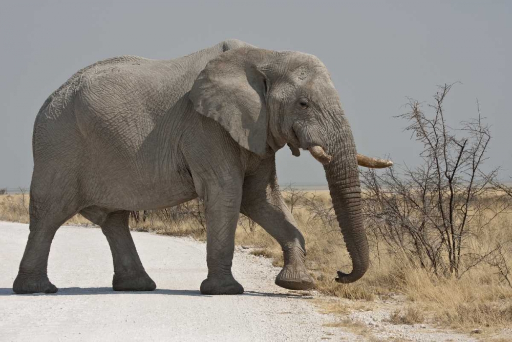 Namibia, Etosha NP Elephant crossing a road